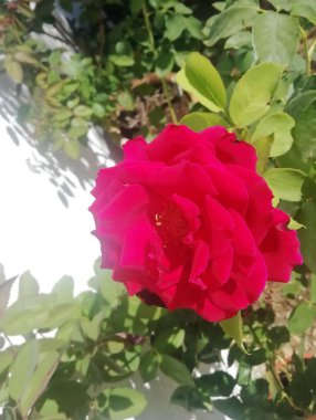 Gülün içindeki güzellik