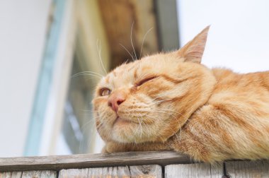 Kırmızı kedi çit kırsal kesimde yatan