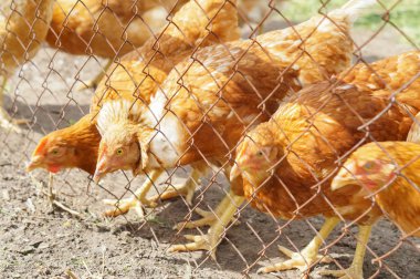 Kahverengi tavuk yemek