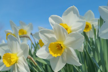 Mavi gökyüzü arka plan üzerinde beyaz nergis çiçekleri