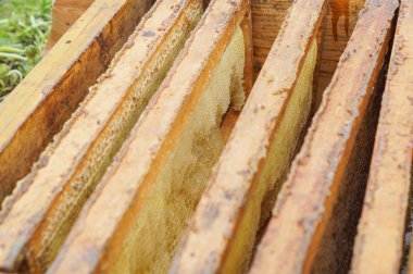 Arıcılık çerçeve peteğin ile