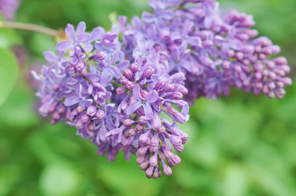 Lila Fliederblüten — Stockfoto