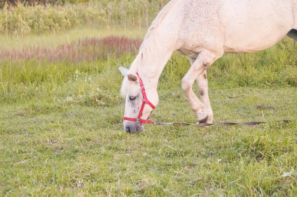 Cheval blanc mangeant — Photo