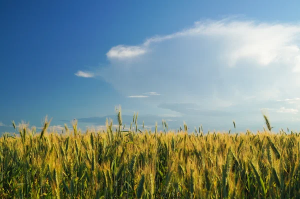 field of rye and sunny day