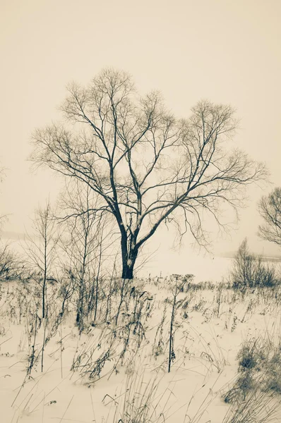 Winter in zwart-wit — Stockfoto