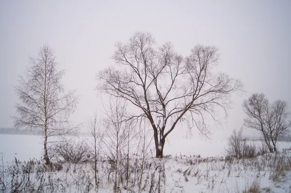 Inverno em preto e branco — Fotografia de Stock