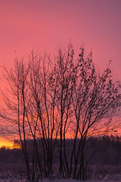 Rózsaszín Sunrise Sziluettje Téli Háttér — Stock Fotó