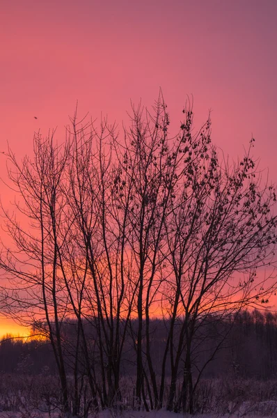 Pink Sunrise Tree Silhouette Winter Snow Background Stock Photo