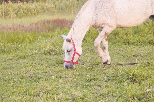 白色的马吃草 — 图库照片