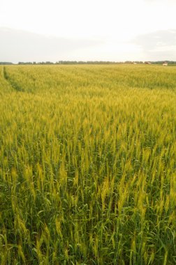 Çavdar ve güneşli bir gün