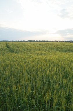 Çavdar ve güneşli bir gün