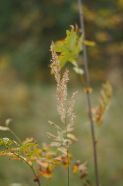Kırmızı sonbahar yaprakları, çok sığ odak, güneşli sonbahar günü
