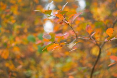 Kırmızı sonbahar yaprakları, çok sığ odak, güneşli sonbahar günü