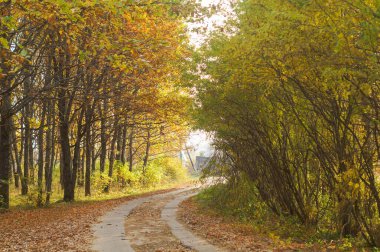 Sonbahar ağaçlarının arasından geçen güzel bir patika.