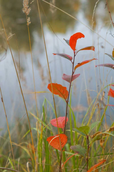 Folhas vermelhas de outono, foco muito raso, dia de outono ensolarado — Fotografia de Stock