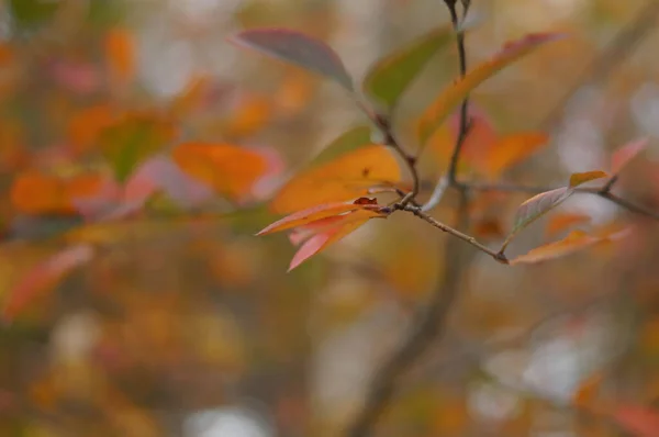 Rote Herbstblätter, sehr flacher Fokus, sonniger Herbsttag — Stockfoto