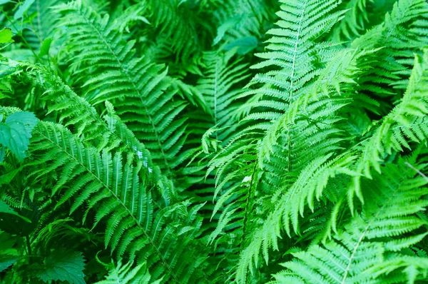 Gran arbusto verde de helecho en el bosque —  Fotos de Stock