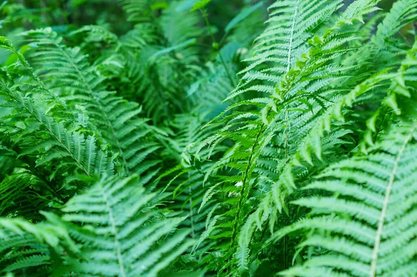 Stor grön buske av ormbunke i skogen — Stockfoto