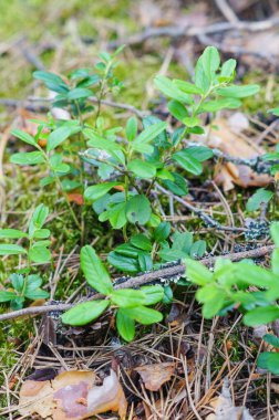 Yaban mersini yaprakları. Yeşil yaban mersini yapraklı güzel bir arka plan.