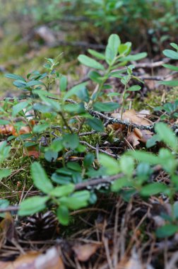 Yaban mersini yaprakları. Yeşil yaban mersini yapraklı güzel bir arka plan.