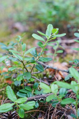 Yaban mersini yaprakları. Yeşil yaban mersini yapraklı güzel bir arka plan.