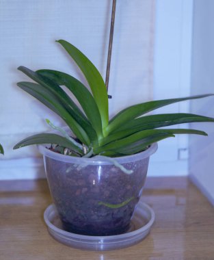 Phalaenopsis orkidesinin yeşil yaprakları şeffaf bir kapta.