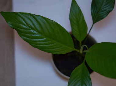 Beyaz arka planda Spatthiphyllum ev bitkisi olan beyaz tencere