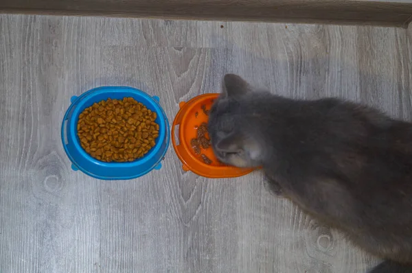 Mooie katachtige kat die eet op een oranje schaal. Schattig huisdier. — Stockfoto