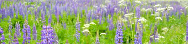 Panorama of the field with blooming lupins. In addition to the beauty and benefits for the soil banner background — Stock Photo, Image