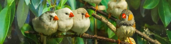 Group Zebra Finches Perched Branch Green Leaves Background — Stock Photo, Image