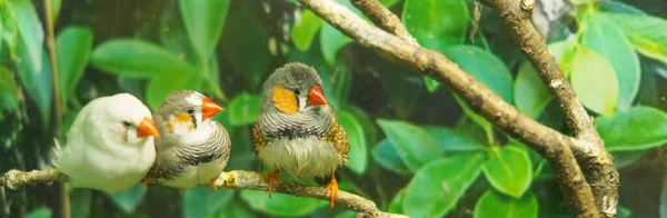 Groep Zebravinken Een Tak Groene Bladeren Achtergrond — Stockfoto