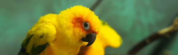 Färgglad Gul Papegoja Sun Conure Aratinga Solstitialis Porträttprofil — Stockfoto