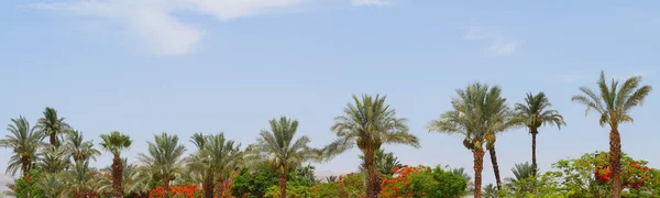 Palmiers Sur Fond Bleu Ciel Avec Des Fleurs Rouges Dans — Photo