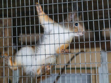 Mavi çitli küçük bir sincabın detaylı görüntüsünü kapat. Hayvanat bahçesindeki kafesteki sincap kabarık.