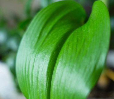 Yeşil yapraklı evin yakın plan bitki odası zambak arka planı