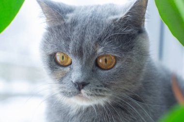 Bağlanma geçmişi olan güzel bir İskoç gri kedinin yakın çekimi