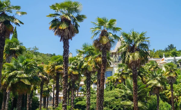 Palm trees at the europien city summer day with blue sky background