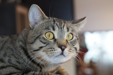 çizgili Gri kedi duygu korku