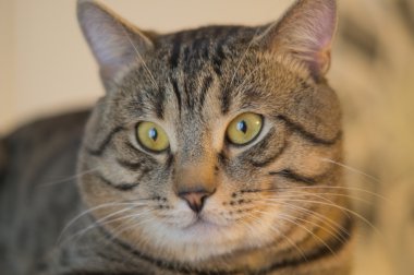 Gri kedi mesafede görünüyor