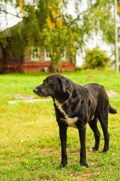 Smutne Czarny Pies Patrząc Kierunku Czeka Hosta — Zdjęcie stockowe