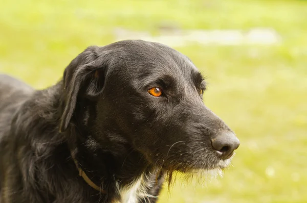 Triste Cane Nero Guardando Nella Direzione Attesa Host — Foto Stock