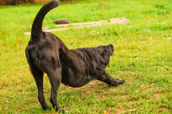 Trieste Zwarte Hond Zoek Richting Van Het Wachten Voor Host — Stockfoto