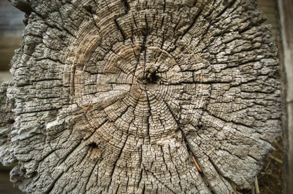 Old Wood Tree Rings Texture