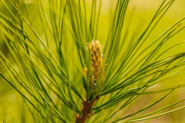 Güzel, uzun, yeşil çam ağaçlı bir makro. Yeşil arka planda taze filizlenmiş çam dalı. Doğal yeşilliğin orijinal dokusu..