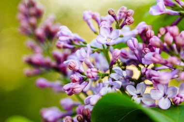 Bahar bahçesinde yeşil yapraklarla mor eflatun çiçeklenmeye başlıyor. Leylak çiçekleri arka planda, yüzeysel odak