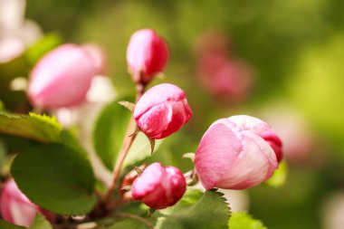 Yeşil arka planda parlak pembe elma tomurcukları ve yeşil yapraklar, makro. Yaz sezonu. Stok fotoğrafı, kopyalama alanı