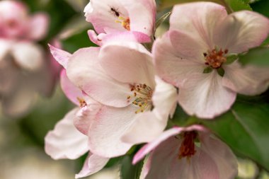 Güneşli bir günde beyaz doğal arka planda çiçek açan güzel elma ağacı çiçekleri. Bahar, yaz güzeli