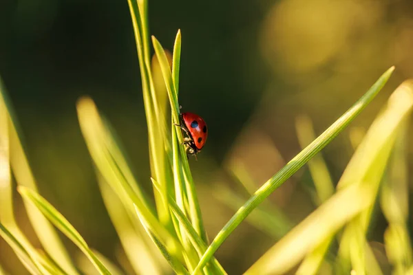 Red lady bug on grass, green needles of a pine lit by the sun on defocused green background. Summer natural background. Stock photo, copy space