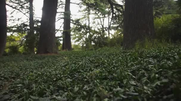 Cámara Móvil Sobre Césped Verde Bosque Pinos Día Soleado — Vídeos de Stock