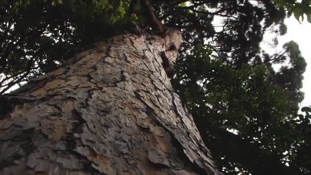 Câmera Lenta Movimento Para Baixo Longo Tronco Pinheiros Floresta — Vídeo de Stock